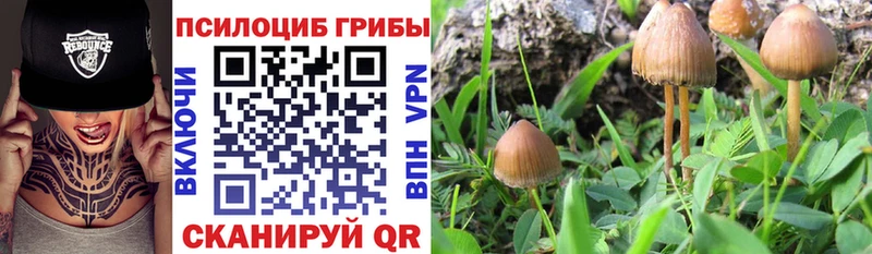 ОМГ ОМГ как зайти  Ногинск  Псилоцибиновые грибы мицелий 